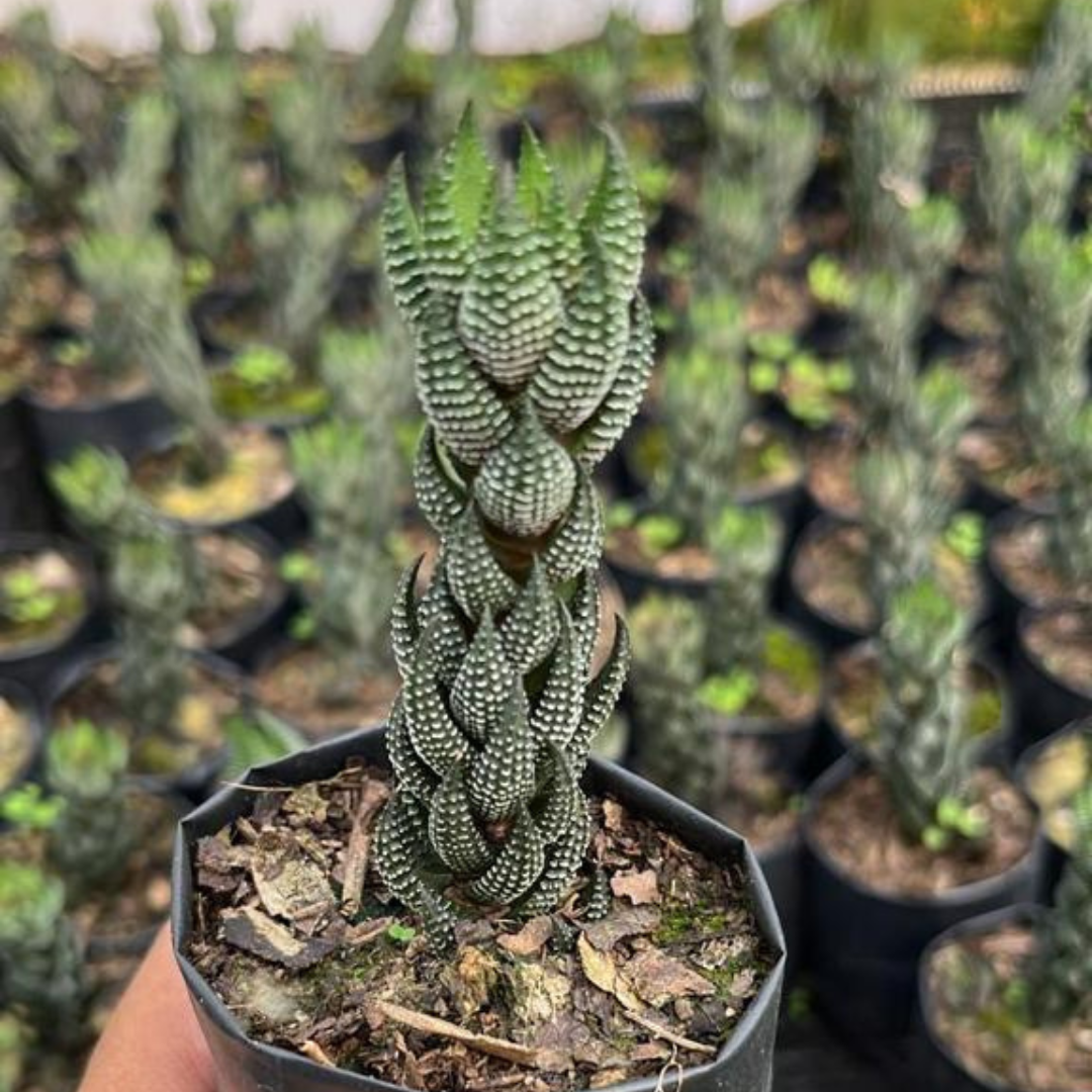 Haworthia Coarctata small plant