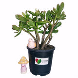 Feng Shui Crassula Ovata gift plant