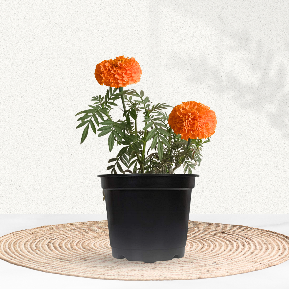Orange African marigold flowering plant