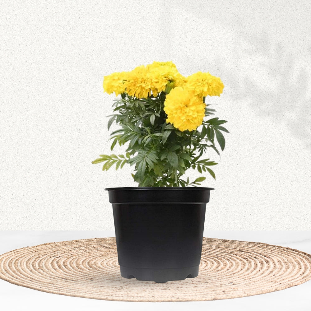 Yellow marigold flowering plant