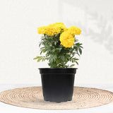 Yellow marigold flowering plant