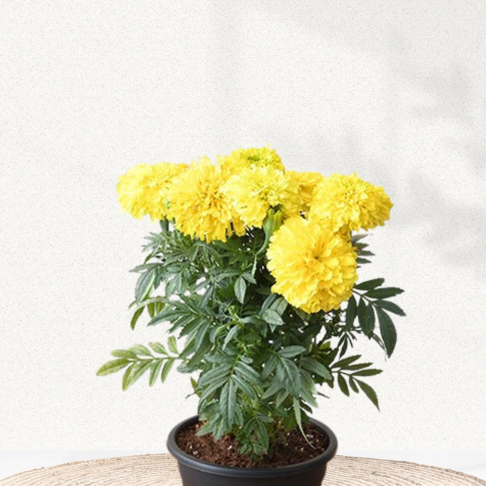Yellow marigold flowering plant