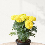 Yellow marigold flowering plant