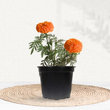 African Marigold flowering plant mix