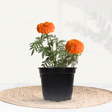 Orange African marigold flowering plant