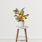 Red Aglaonema foliage plant