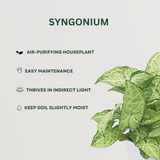 Air purifying plant trio - Crassula, Syngonium, Spider