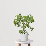 Akhrot Plant: Walnut Tree for Your Garden and Orchard
