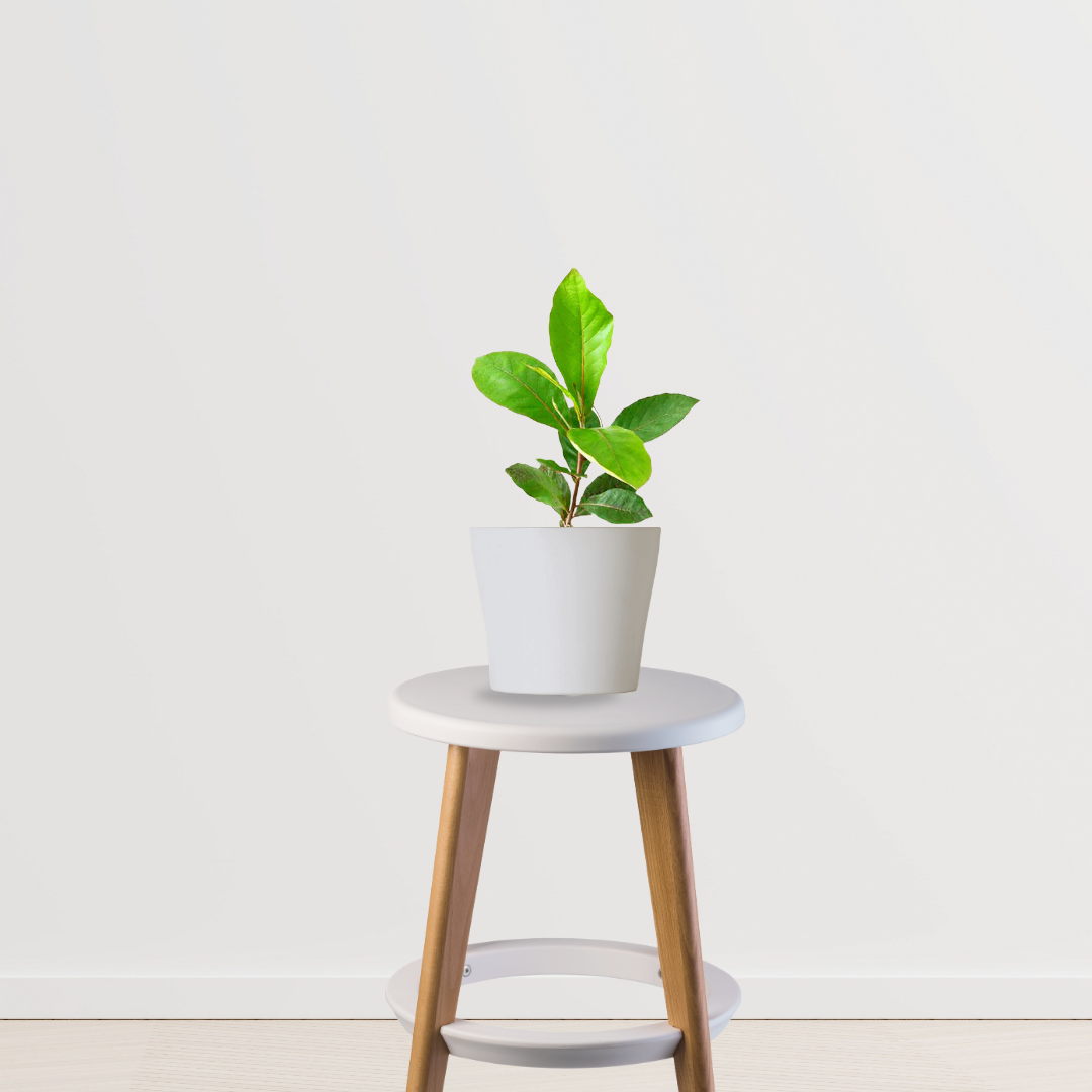 Almond plant sapling