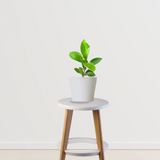 Almond plant sapling