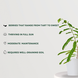 Amla plant for home garden