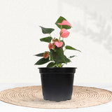 Anthurium plant - red/white/pink variants