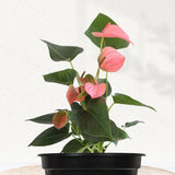 Anthurium plant - red/white/pink variants