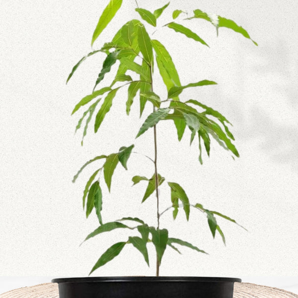 ashoka plant in pot Ashoka Tree – Gardengram