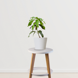 Avocado tree sapling - grafted variety
