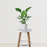 Strelitzia – Bird of Paradise plant
