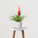 Decorative bromeliad plant for home