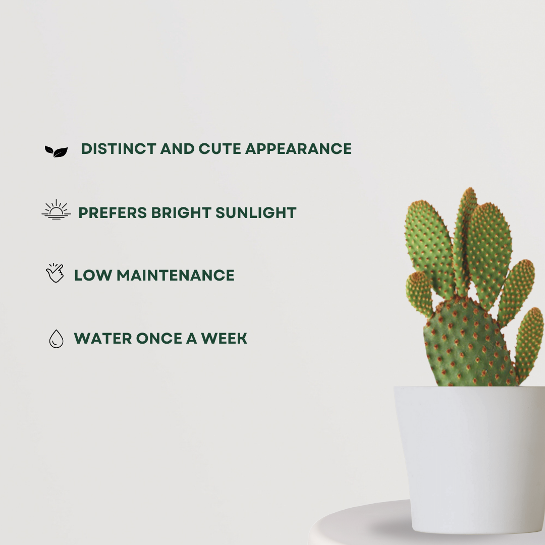 Bunny ears cactus – indoor succulent