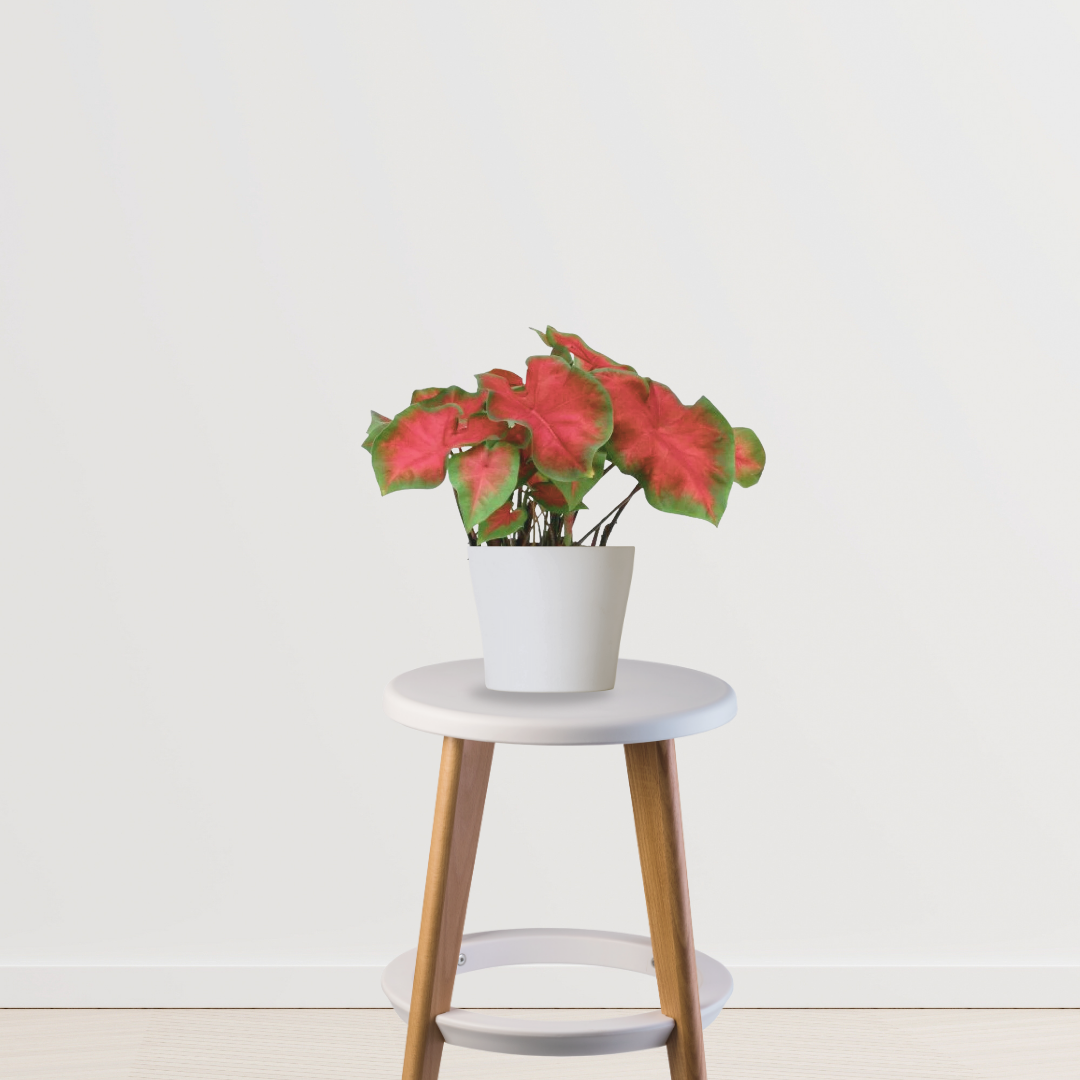 Red ruffle caladium plant