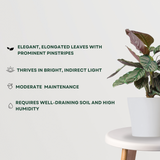 Calathea Sanderiana air purifier