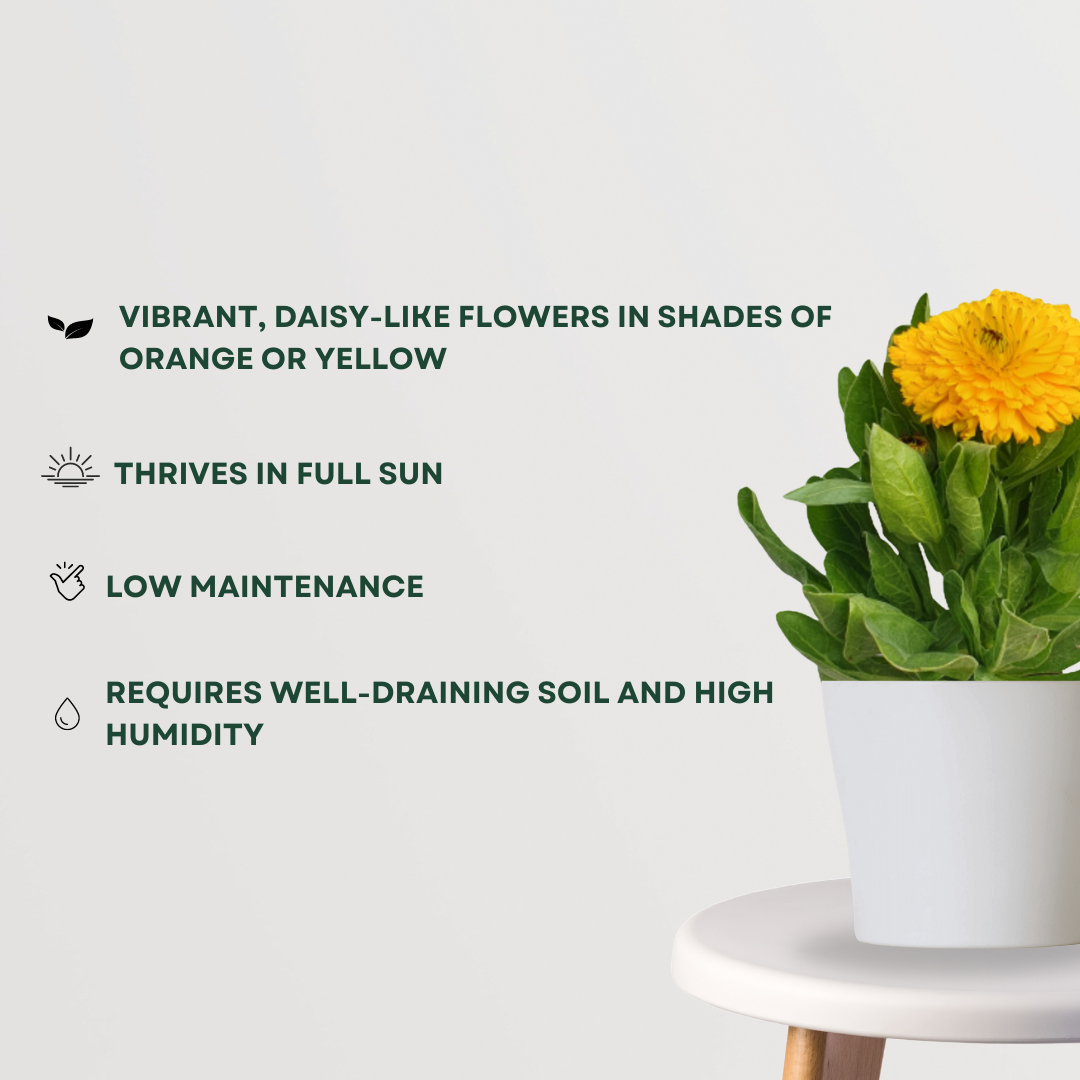 Calendula flowering plant