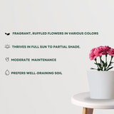 Carnation flowering plant