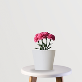 Carnation Plant