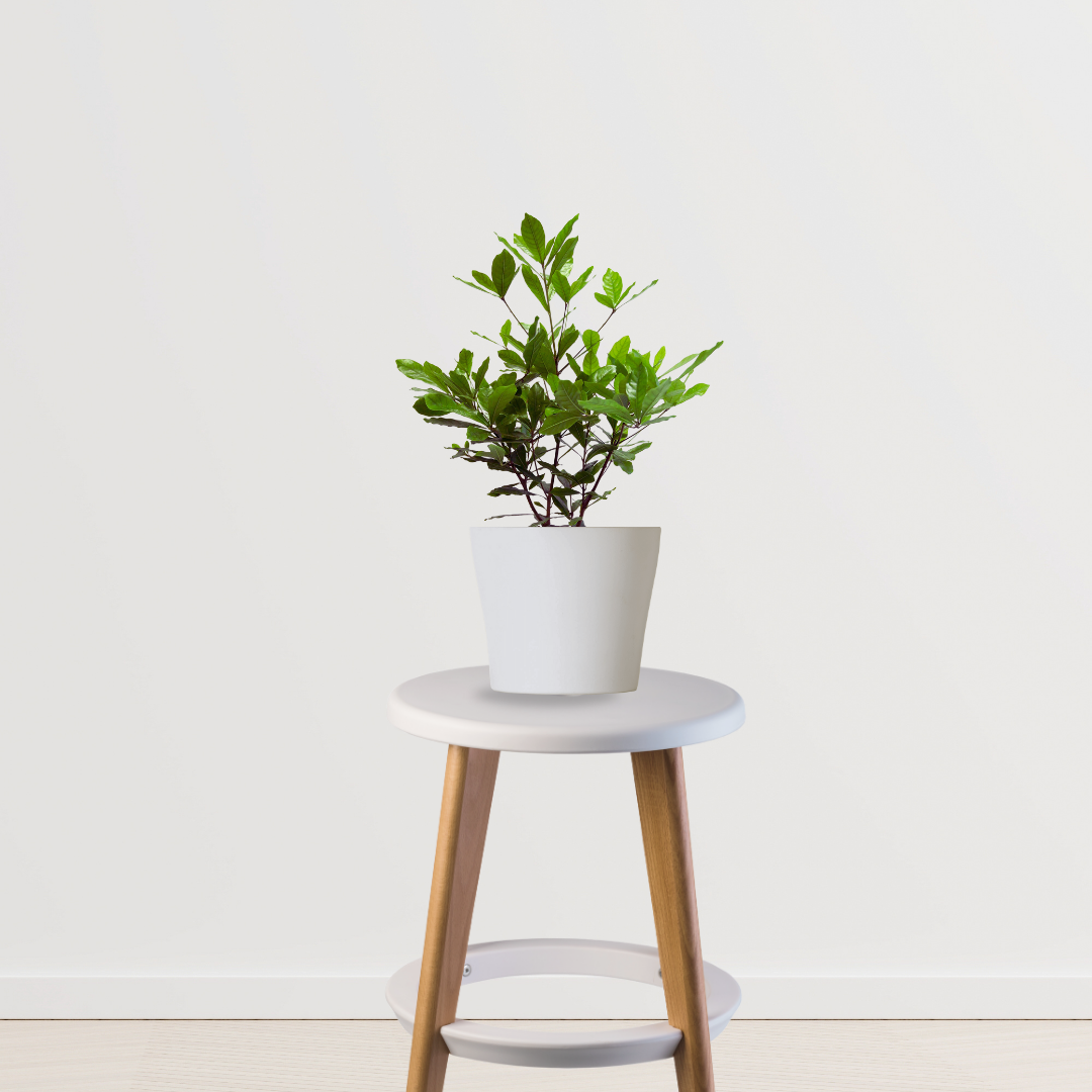Dwarf chikoo plant for containers