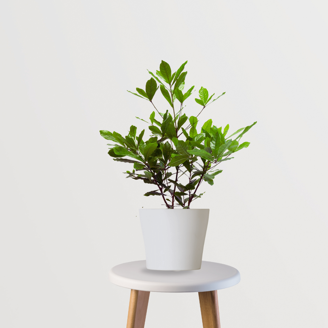 Big chikoo fruit plant