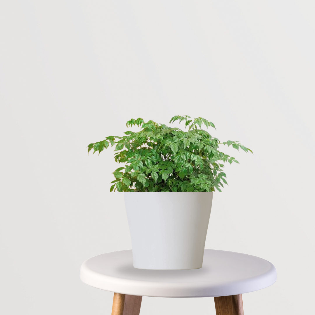 Small indoor China Doll plant
