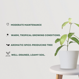Dalchini plant (Cinnamomum)