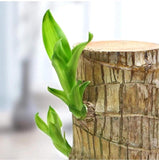 Green plant growing out of a wooden stump with a blurred background