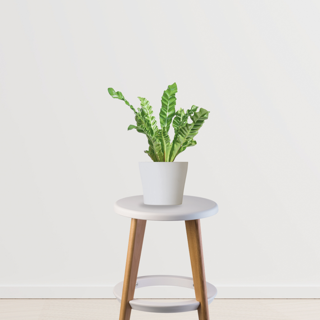 Cobra fern for indoor decor