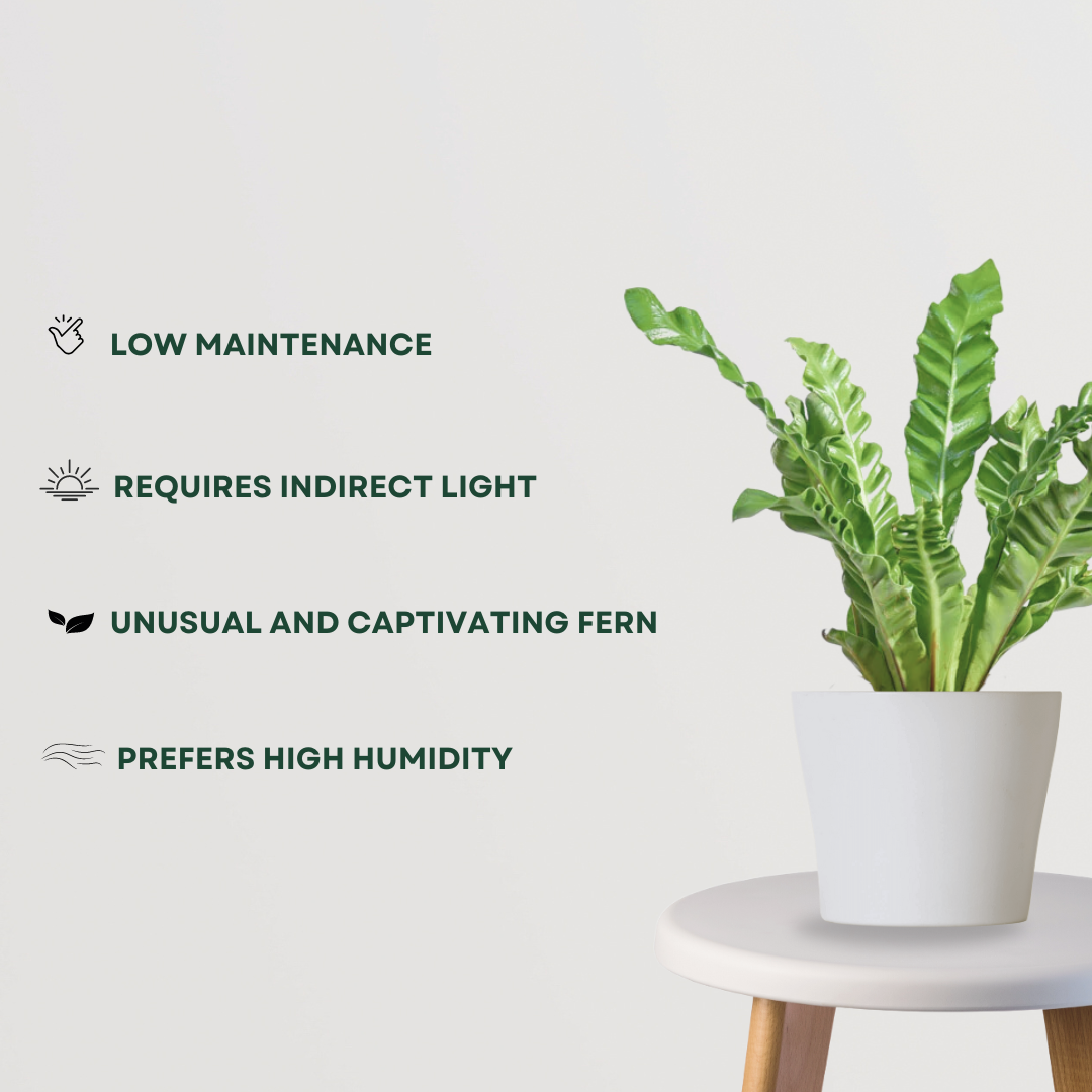 Cobra fern for indoor decor