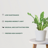 Cobra fern for indoor decor