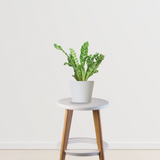 Cobra fern for indoor decor
