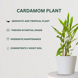 Rare spice plant gift set