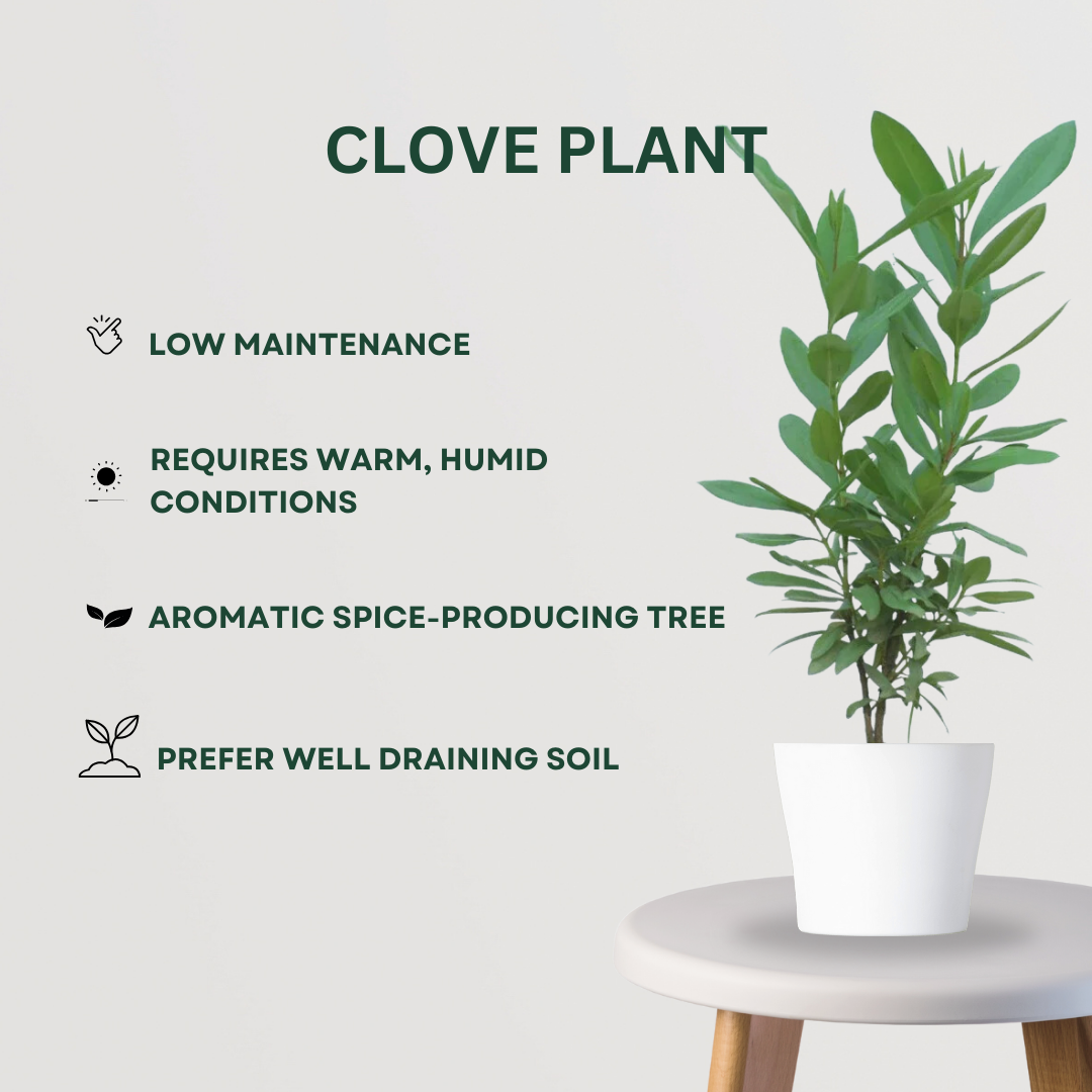 Rare spice plant gift set