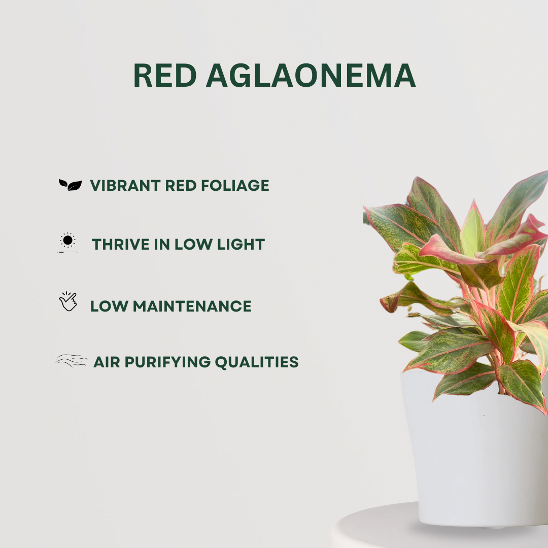 Indoor plant set for dark rooms
