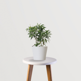 Crepe Jasmine | Puja Plant