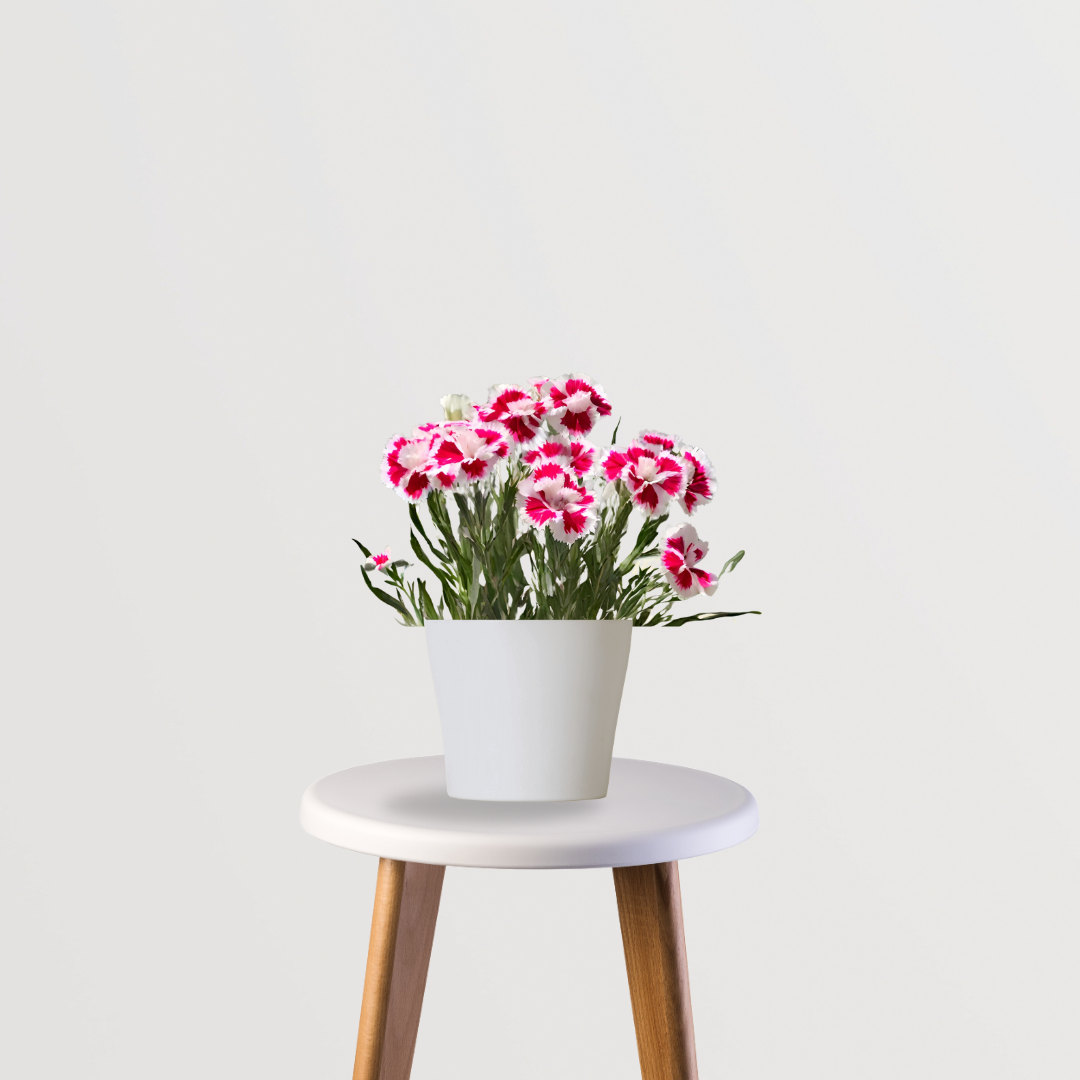 Dianthus flower plant