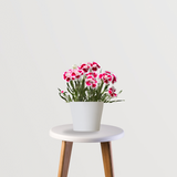 Dianthus flower plant