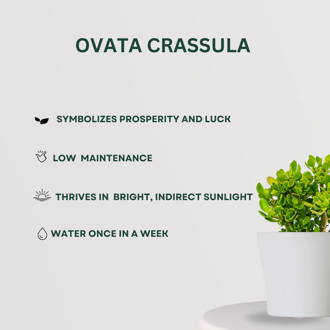 Monstera, Crassula, ZZ plant set