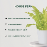 Fern Fusion Combo