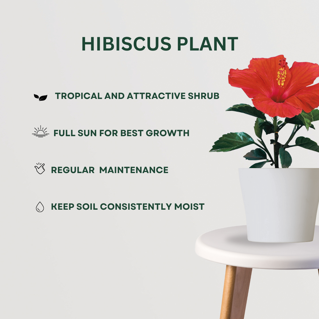 Monsoon gardening combo kit
