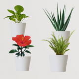 Festive Gardening Plant Combo