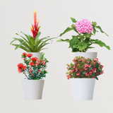 Flowering Plant Combo- Bromeliad, Ixora, Pentas, Begonia
