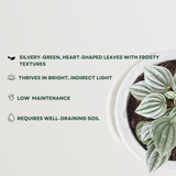 Frost Peperomia indoor plant