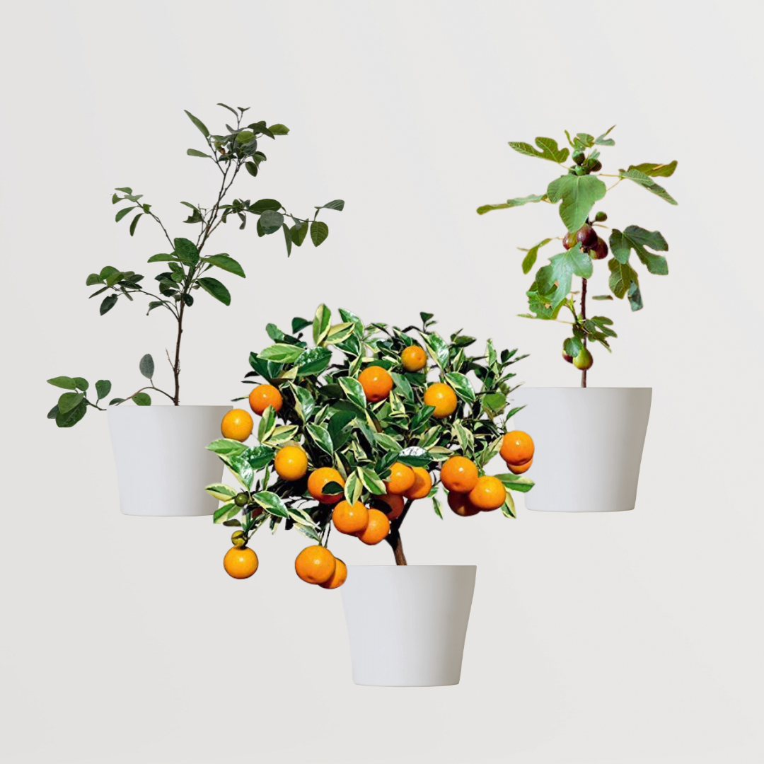 Assorted fruit plant bundle