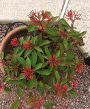 Russelia plant for hanging pots